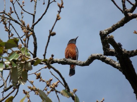 Bue fronted Redstart