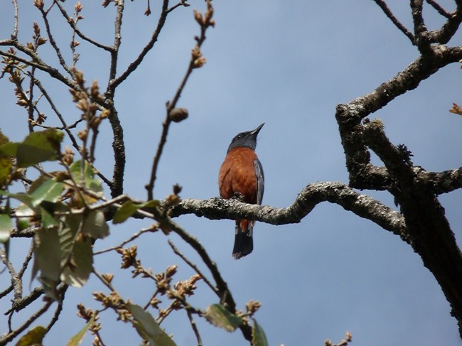 Bue fronted Redstart