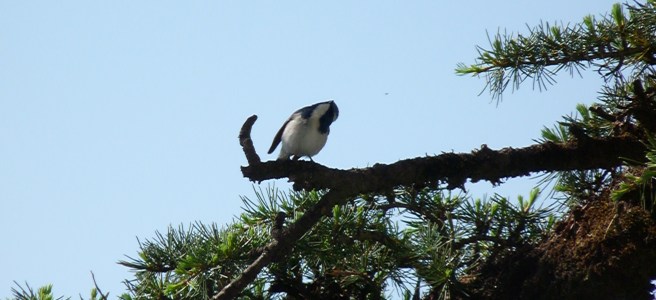 White browed shrike Babler