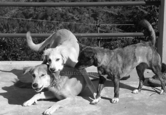 [The threesome in better days]