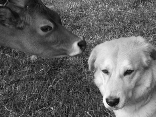 [ Kajal with a friendly calf]