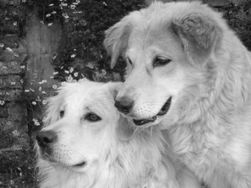            [Chingoo and Kajal]    Chingoo has a great trust in humanity except, for the delivery guys. [For which he can be forgiven.] He used to take it upon himself to escort dog-friendly folk to their homes or on their walks. He learnt his lesson the hard way. He returned home one day, brutalised, the bone on his leg showing through the wound and two front teeth missing. Betrayed and all shook up, he wouldn't leave my side for days. He became rather quiet. It took him a while to  get over his fear of people. That's when I decided 'absolute' freedom might not be such a great scheme in the long run.