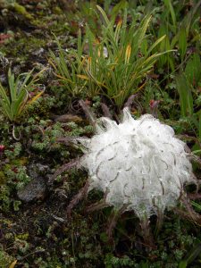 Fan Kamal/Saussurea graminifolia