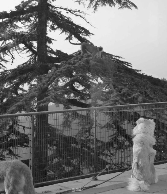 [Watching the Langur watching him]