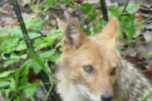 'Mama' Himalayan Jackal<br />Canis aureus indicus
