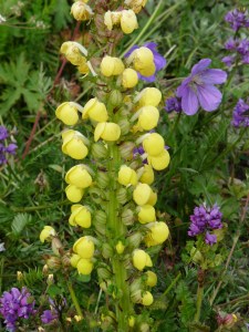 Pedicularis