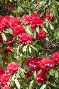 Rhododendron