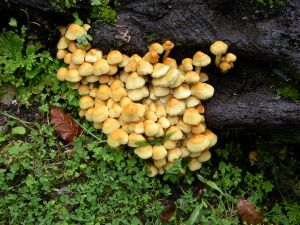 Fungi not flower but so pretty...wild mushrooms