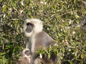 Mama. Just another day in her Langur world!