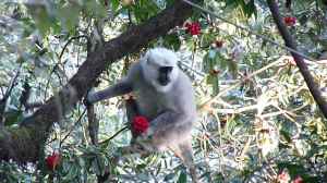 On a Rhododendron diet. The funny part was howhe/she was eating the flower petal by petal  like  it was a Michelin star dish to be savouring slowly.