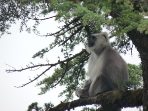 I found this "Meditating" Langur looking comfortable in a yoga pose He was perched on the deodar for the longest time looking like he hadn't a care in the world while his whole troupe was foraging in the trees below.