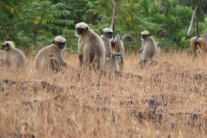 Langurs of the Plains