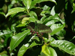 Himalayan butterfly