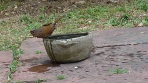 Himalyan Babbler after a dunking