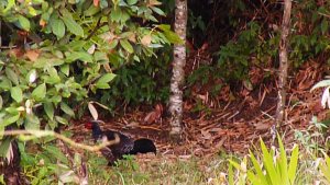 Himalayan Khaleej pheasant