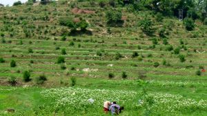 Women working the fileds in a Himalayan village