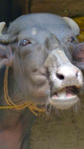 'Himalayan' Buffalo