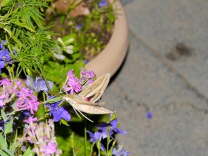 #Hippotion_celerio _or _Vine_Hawk_Moth