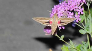 https://earthymatters.blog/wp-content/uploads/2015/05/p1030264.jpg #Hippotion_celerio _or _Vine_Hawk_Moth