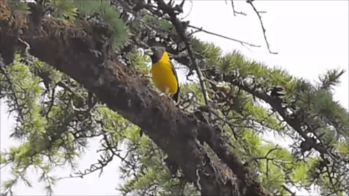 #Black-and-yellow grosbeak (Mycerobas icterioides)