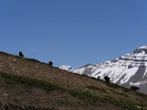Yaks grazing