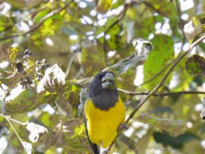 The Black-and-Yellow Grosbeak. Photo: Lalitha Krishnan