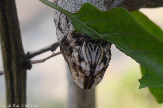 The mouth of an Himalayan caterpillar up close with cobra-like markings