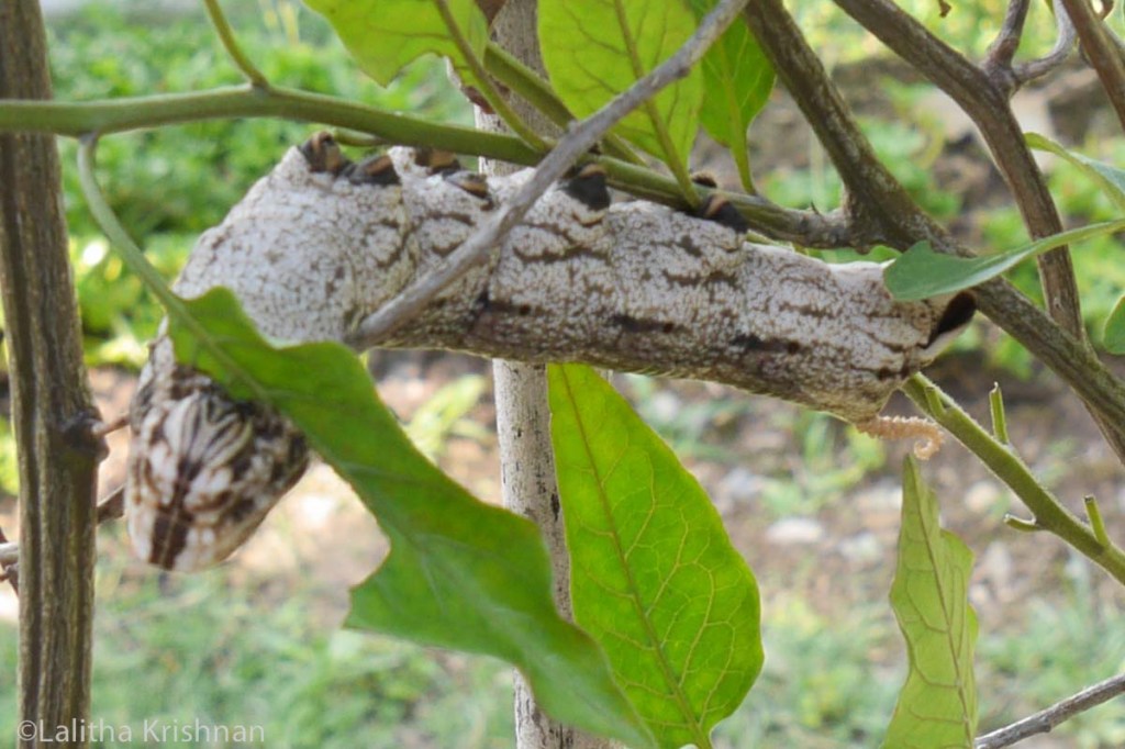 Caterpillar hanging upside down whilst feeding on a leaf
