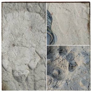 Fresh prints are evidence of high traffic in the forests.