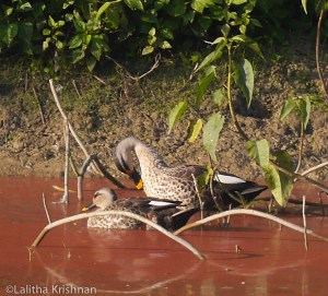Spotted bill ducks at the WII campus.