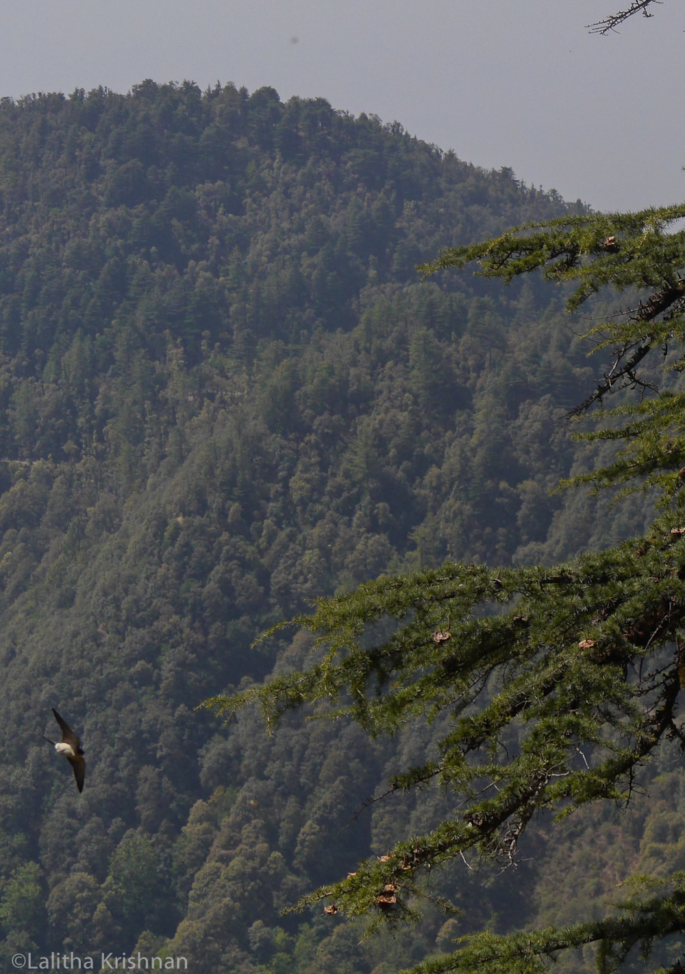 Migratory Barn swallows in Landour . Lalitha Krishnan Photos