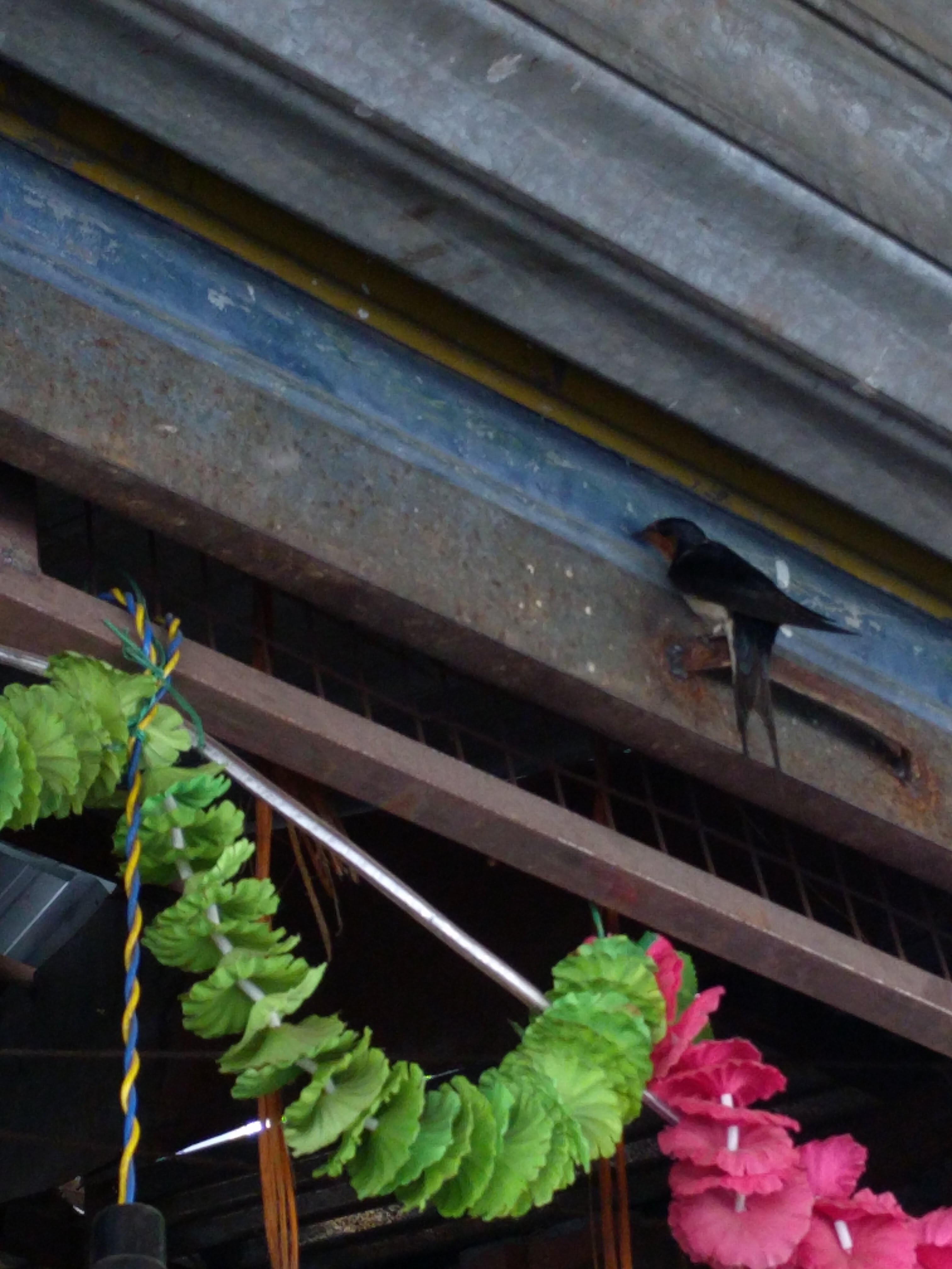 A summer visitor - swallows in Landour