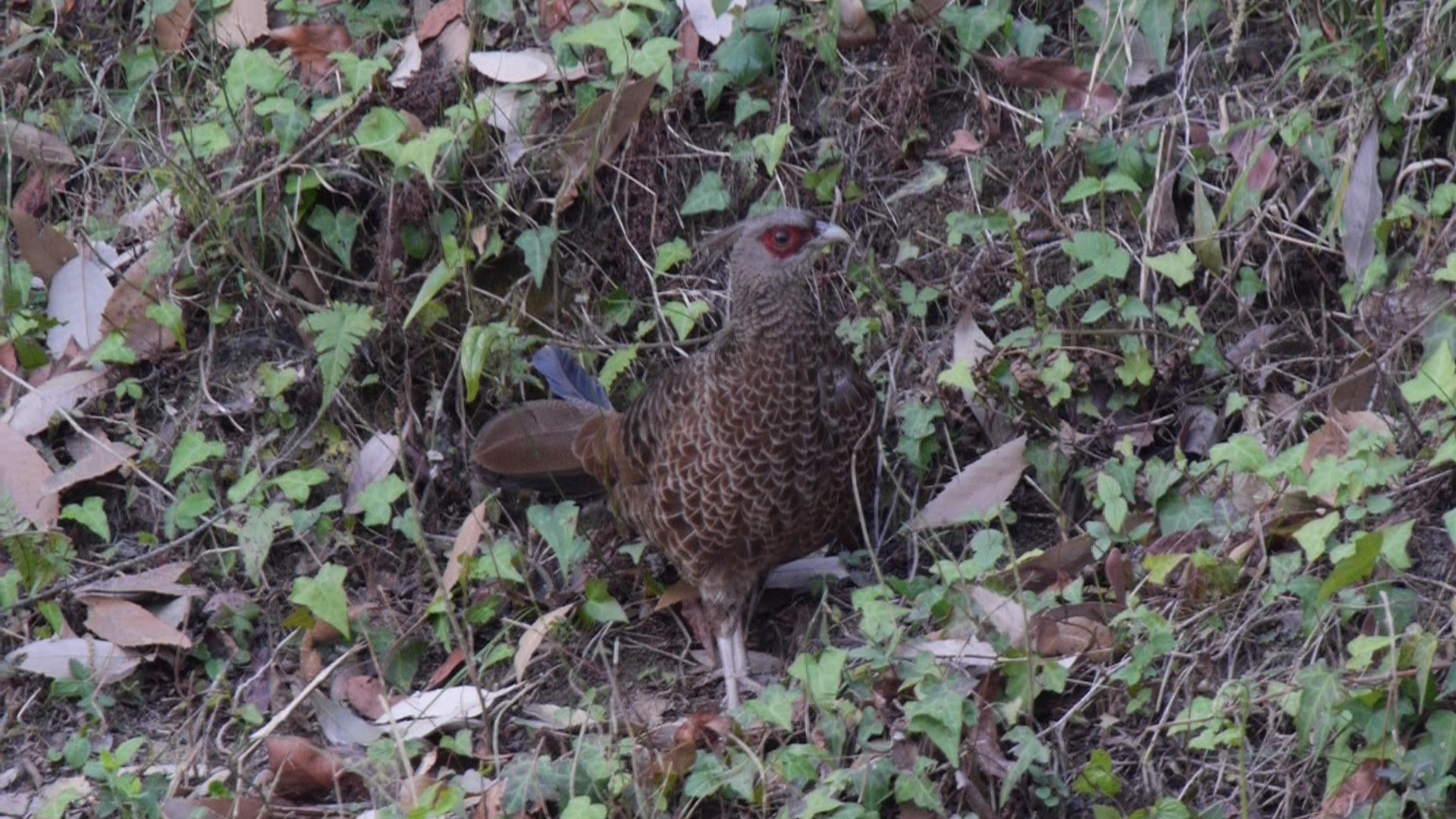 The Khaleej [pheasant female]