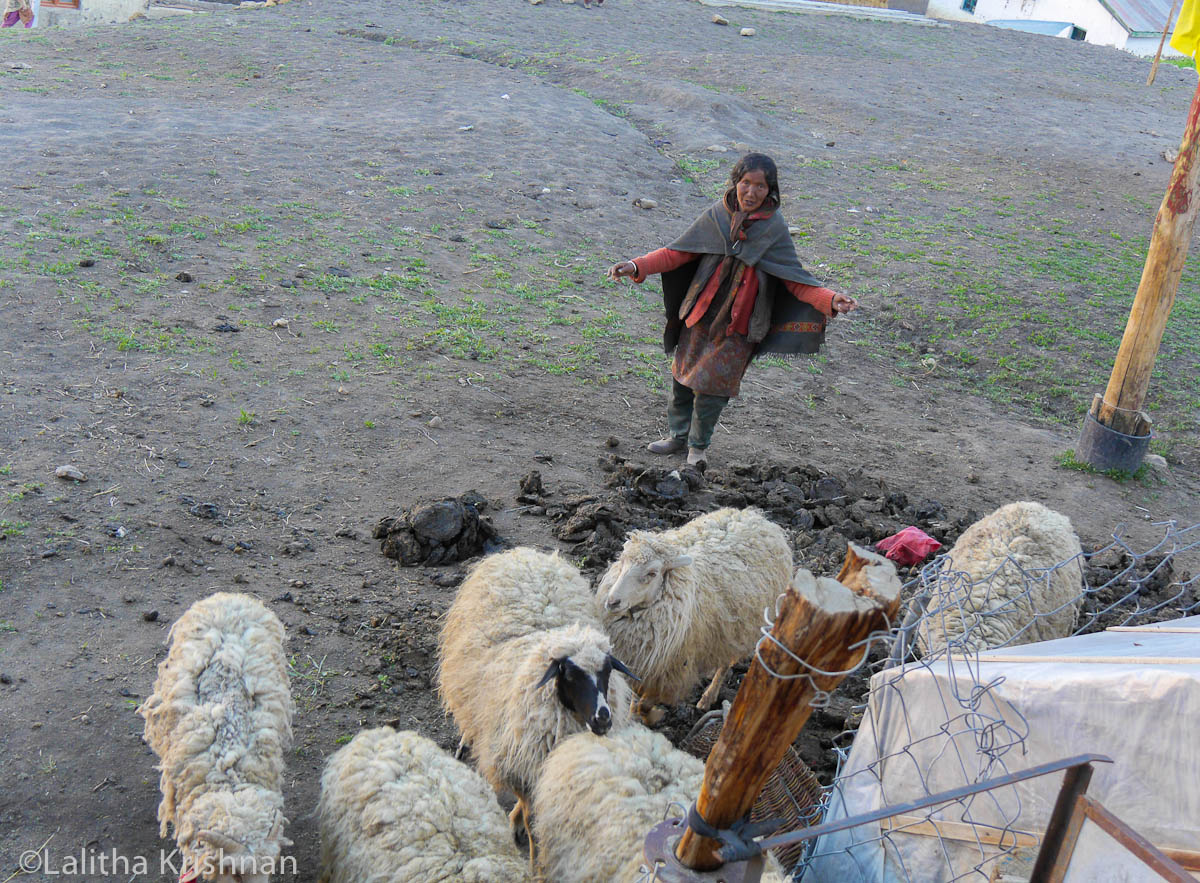 Livestock being coaxed into their pens at dusk 