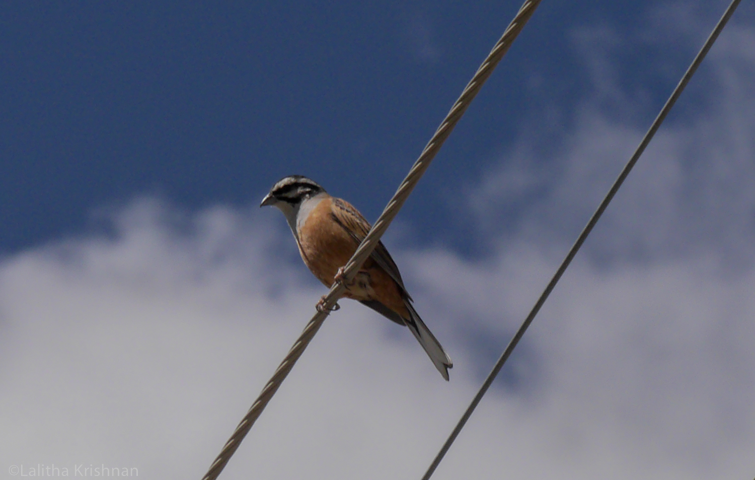 Bird spotted at Tabo