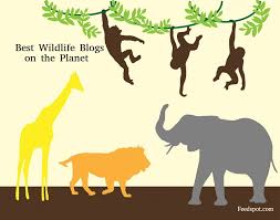 Top 75 Wildlife Blogs, Websites And Newsletters To Follow in 2019 Last Updated Sep 19, 2019, via Feedspot