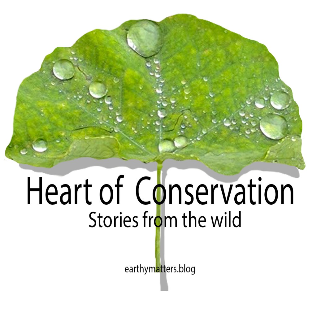 #HeartofConservationPodcast logo #storiesfromthewild