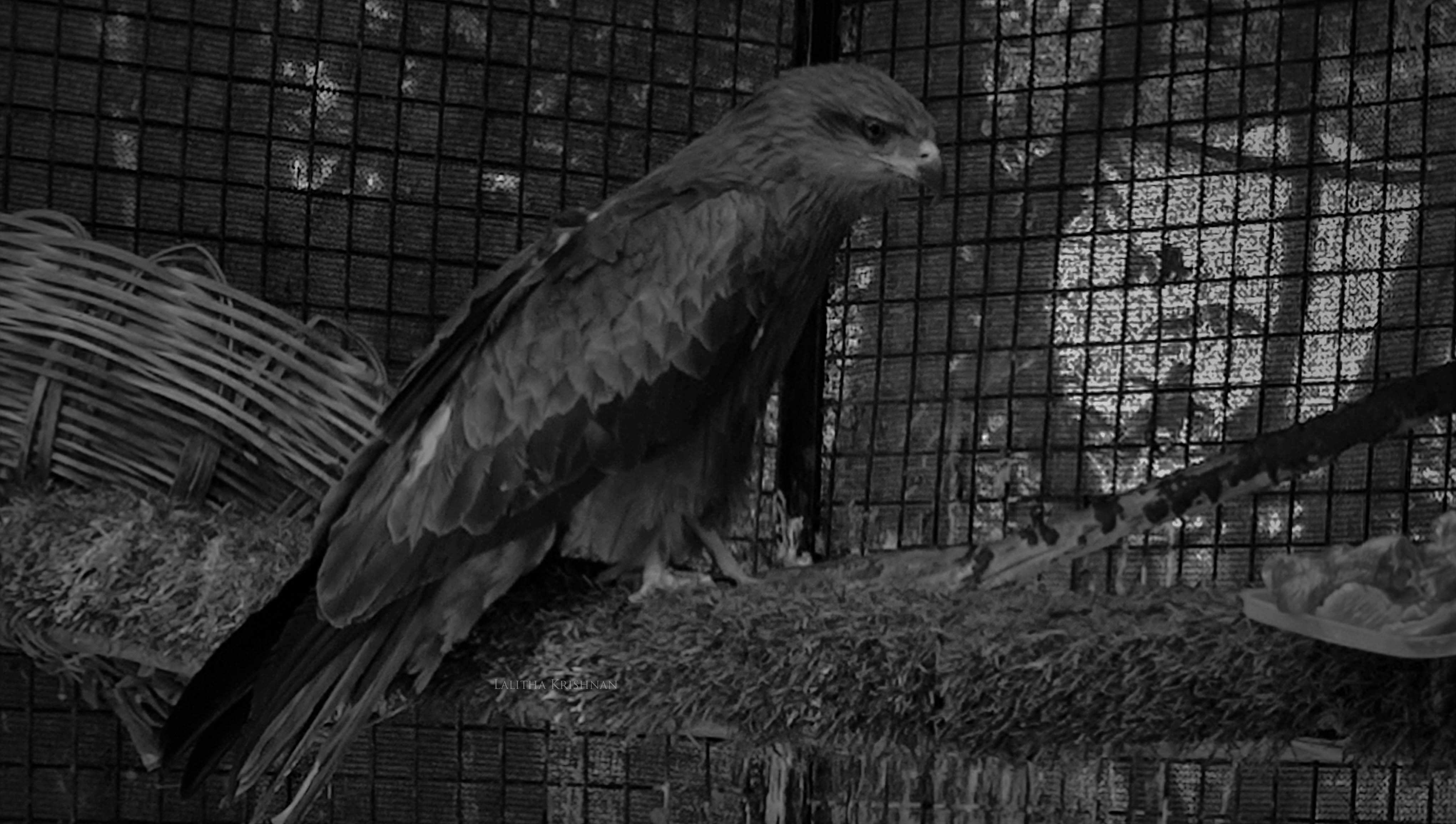 Recuperating Black Kite At ARRC. Photo taken with permission.
