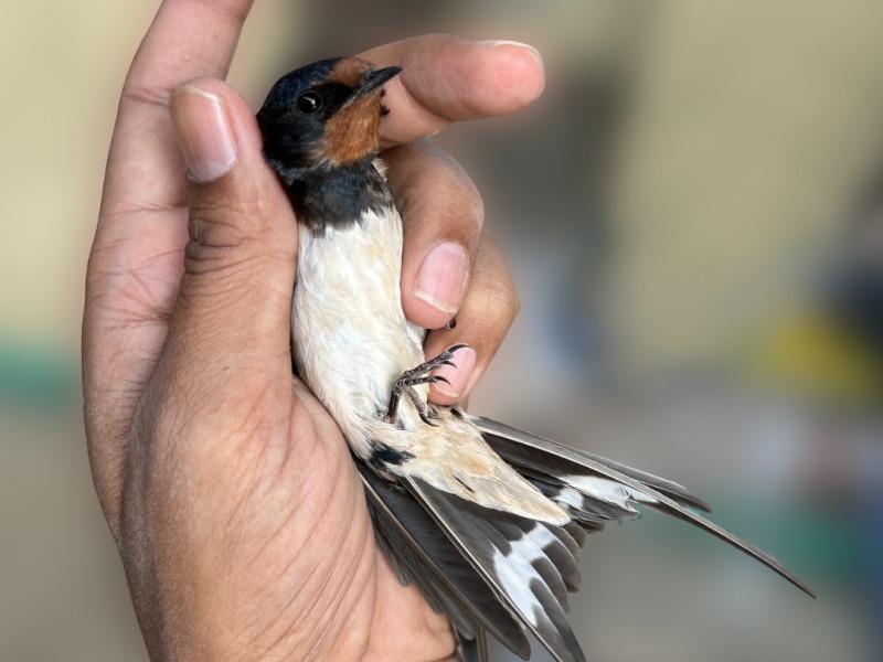 Acrobat of the Sky, Dweller of the Heart: The Barn Swallow.