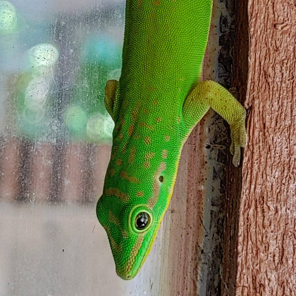 Andaman Day Gecko
Photo by Nariman Vazifdar