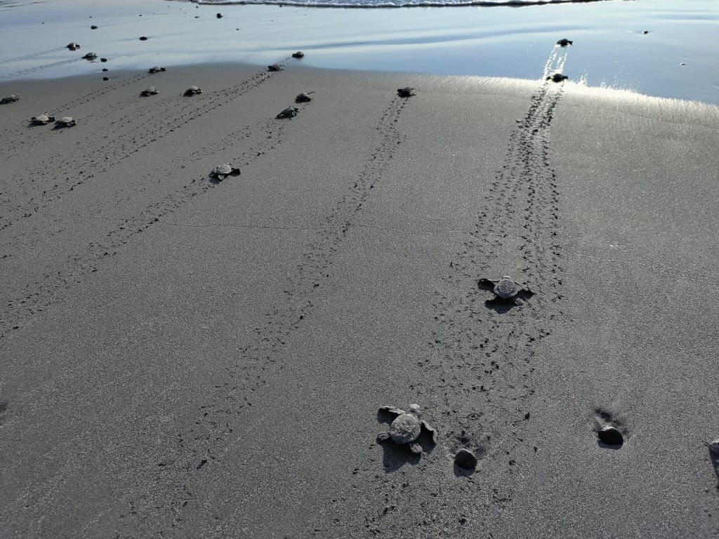 Photo by Nariman Vazifdar